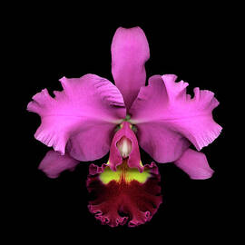 Cattleya Hybrid Orchid Against Black by Mike Hill