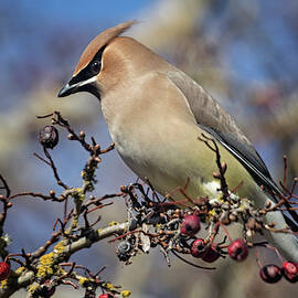 Cedar Waxwing by Randy Hall