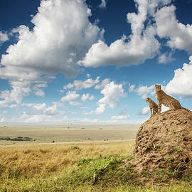 Cheetah And Cub Watching From A Mound by Mike Hill