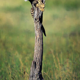 Cheetah Cub On Dead Tree Trunk by Mike Hill