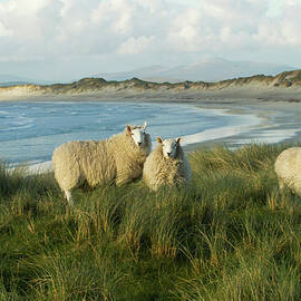 Cheviot Sheep Grazing Eroding Machair At Front Of Sand by David Woodfall / Naturepl.com