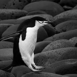 Chinstrap Penguin by Young Feng