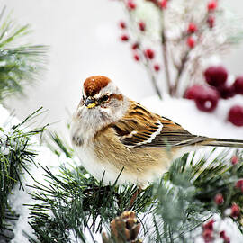 Christmas Sparrow