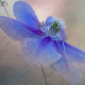 Clematis Flower by Judy Tseng