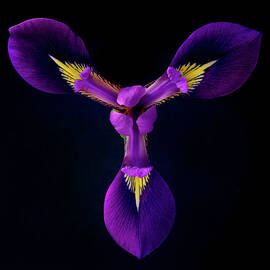 Close Up Of Iris Flower by A. Mckinnon Photography