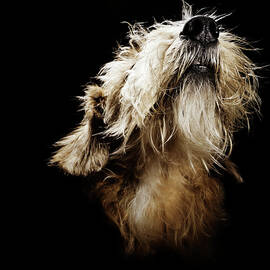 Close Up Of Norfolk Terrier by Henrik Sorensen