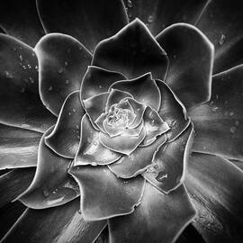 Close Up Of Succulent Plant With Water by Panoramic Images