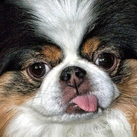 Closeup of a Japanese Chin Dog with her tongue sticking out by Jim Fitzpatrick