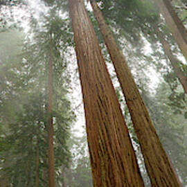 Cloud Giants - CraigBill.com by Craig Bill