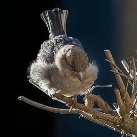 Cold Little Sparrow by Ulrike Leinemann