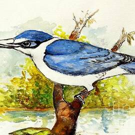 Collared Kingfisher by Jason Sentuf