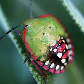 Colorful bug by Snezana Petrovic