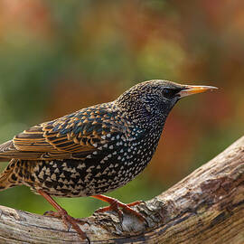 Colorful Starling by Annie Keizer