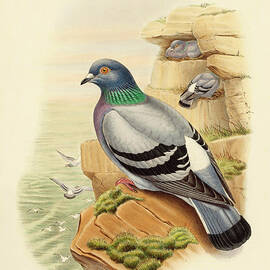 Columba Livia - Rock Pigeon by John Gould