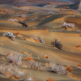 Coppice In Desert by Babak Mehrafshar (bob)