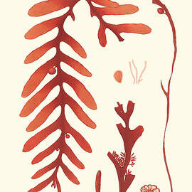 Coral Seaweed Ii by Vision Studio