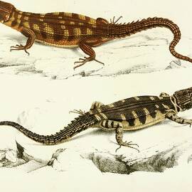 Cordylus Microlepidotus by Sir Andrew Smith