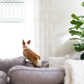 Corgi Dog Standing On Couch Cushion Looking Out Window Indoors by Cavan Images
