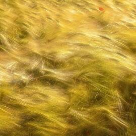 Corn Fields In The Wind by Anna Cseresnjes