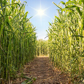 Corn Maze by Alison Frank