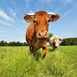 Cow by Cinoby