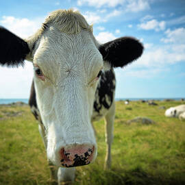 Cows Face by Sergei Pitkevitch