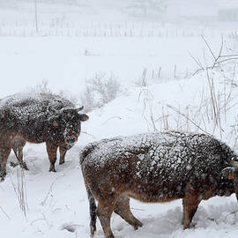 Cows Stand During Snow Blizzard by Eloy Alonso