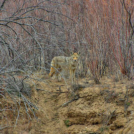 Coyote in the Brush