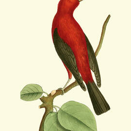 Crimson Birds Iii by Frederick P. Nodder