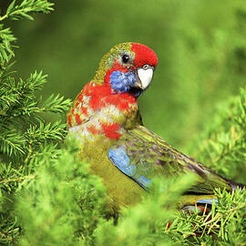 Crimson Rosella Platycercus Elegans by Art Wolfe
