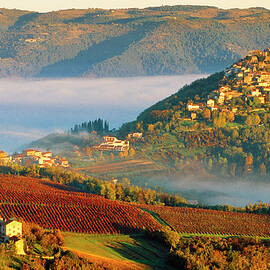 Croatia, Istria, Motovun, Adriatic Coast, View Of The Village And Vineyards by Franco Cogoli
