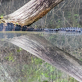 Crocodile Reflection by Patti Deters