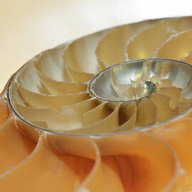 Cross Section Of A Nautilus Shell by Mike Hill