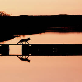 Crossing the Bridge - Red Fox Silhouette by Roeselien Raimond