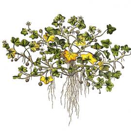 Cuckoo Buttercup Ranunculus Hederaceus, Also Ivy Water Crowfoot by Unknown Artist