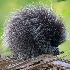 Cute Not Cuddly by Jon W Wallach