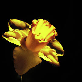 Daffodil In Darkness by Sue Capuano