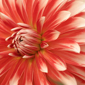 Dahlia “” Picara””