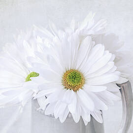 Daisy Flowers by Kim Hojnacki