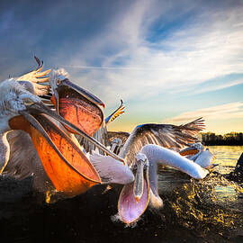 Dalmatian Pelicans - Sunrise Over Lake Kerkini, Greece by Jivko Nakev