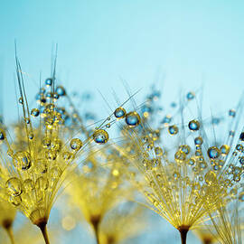 Dandelion And Dew - Gold Abstract Macro by Thomasvogel