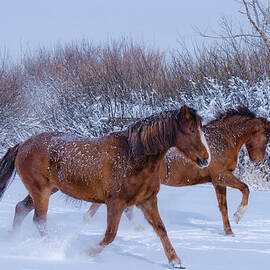 Dashing Through The Snow by C-dals (sue Fockner)