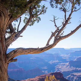 Dead Tree In Grand Canyon by Robin Vandenabeele