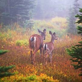 Deer In The Fog In Paradise Park In Mt by Design Pics / Craig Tuttle