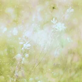 Delicatedly by Delphine Devos