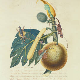 Der Broadbaum..., 1847 by Aloys Zotl