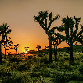 Desert Dawn 3 by Ryan Weddle