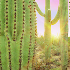 Desert Solitude - CraigBill.com by Craig Bill