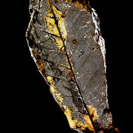 Desiccated Leaf Skeleton Isolated by Bill Gozansky