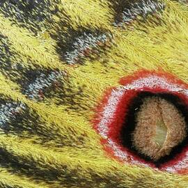 Detail Of Emperor Moth (saturniidae) by Roger De La Harpe